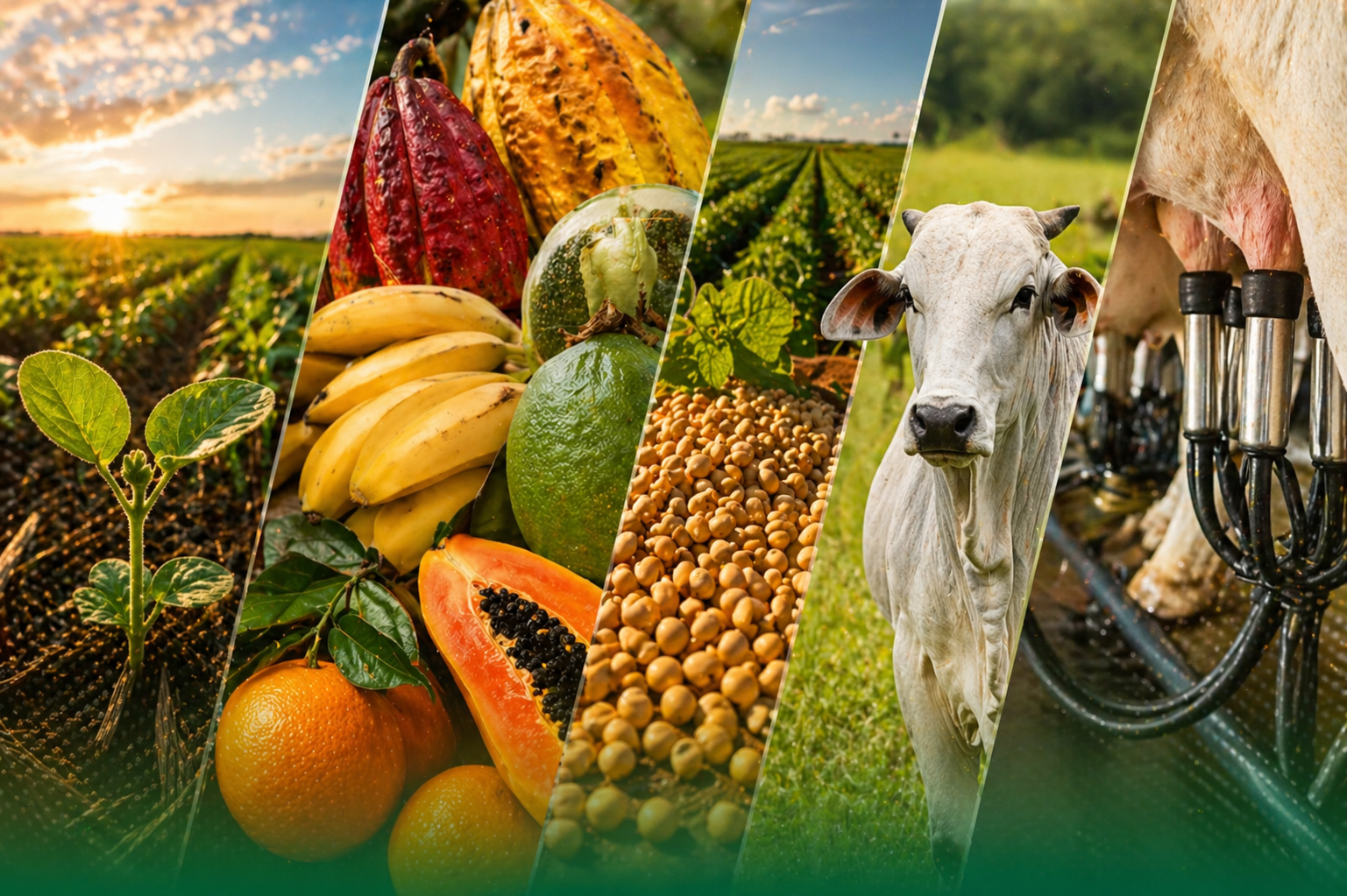 Plantação agrícola representando os boletins técnicos da AIBA
