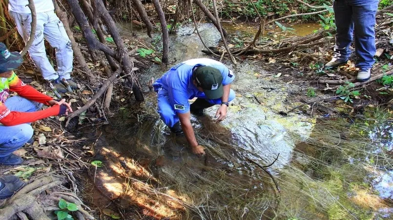 Do campo para a gestão técnica